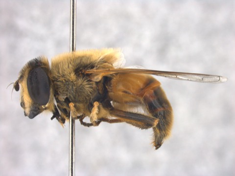 Eristalis tenax